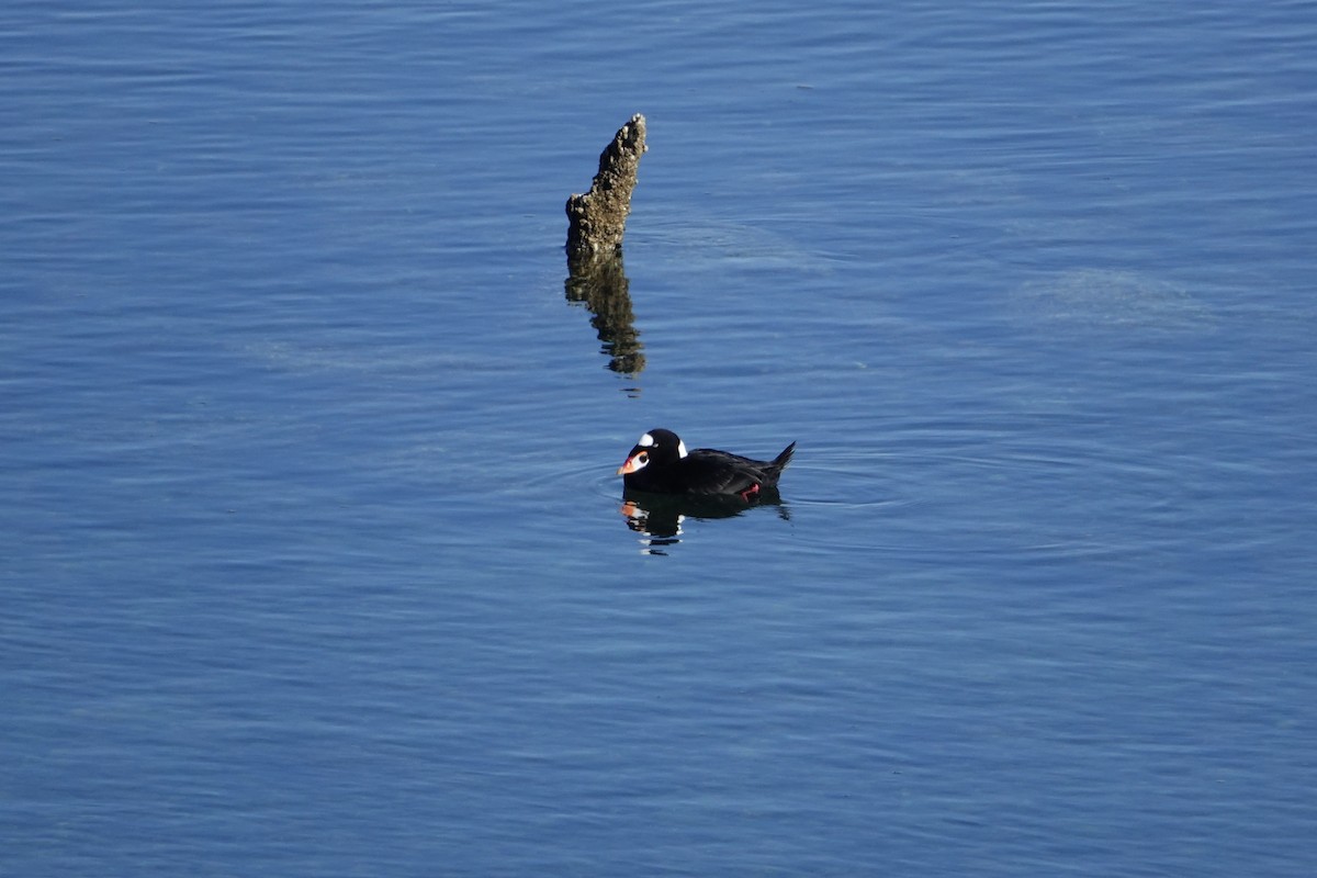 Surf Scoter - ML644559510