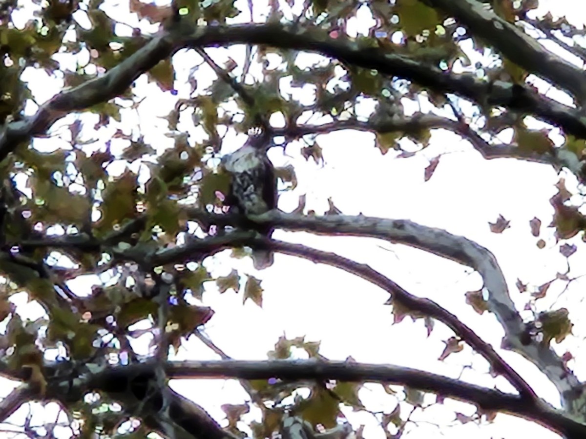 Busardo Colirrojo - ML644559515