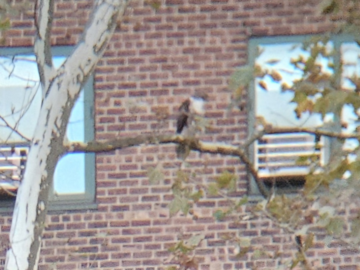 Busardo Colirrojo - ML644559516