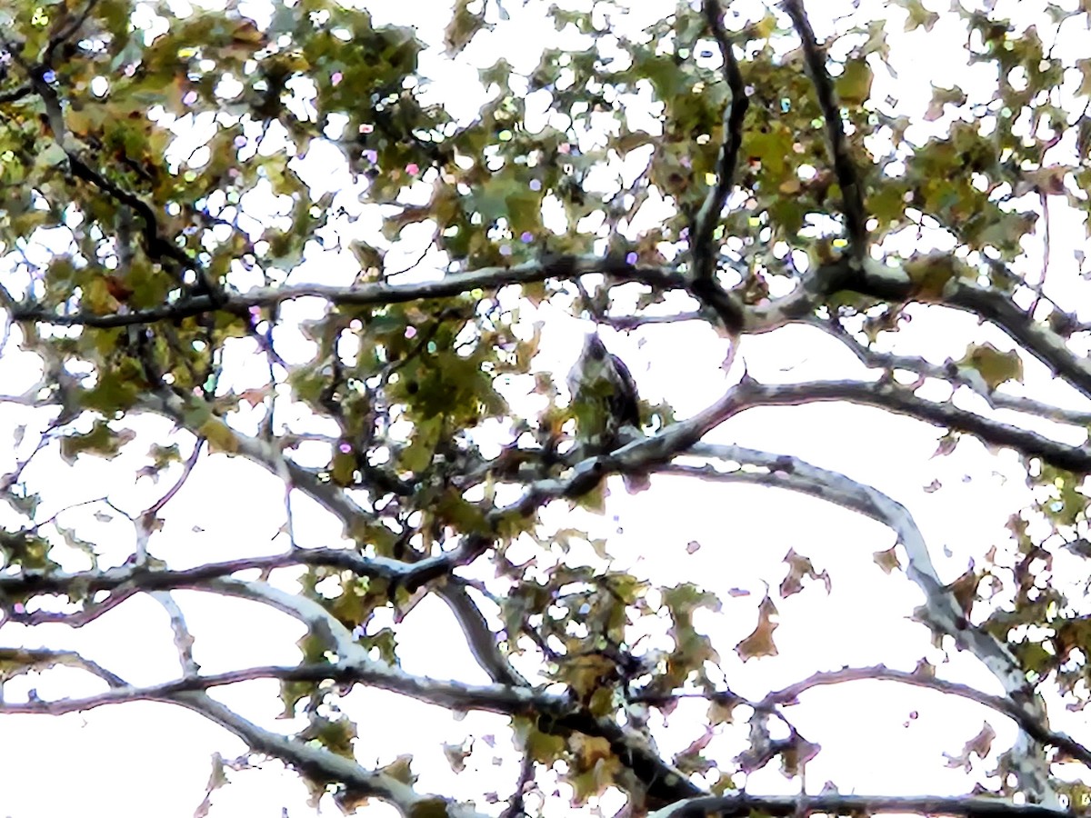 Busardo Colirrojo - ML644559517