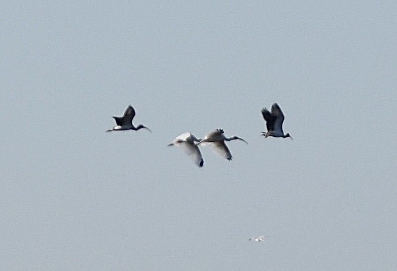 White Ibis - ML644559518