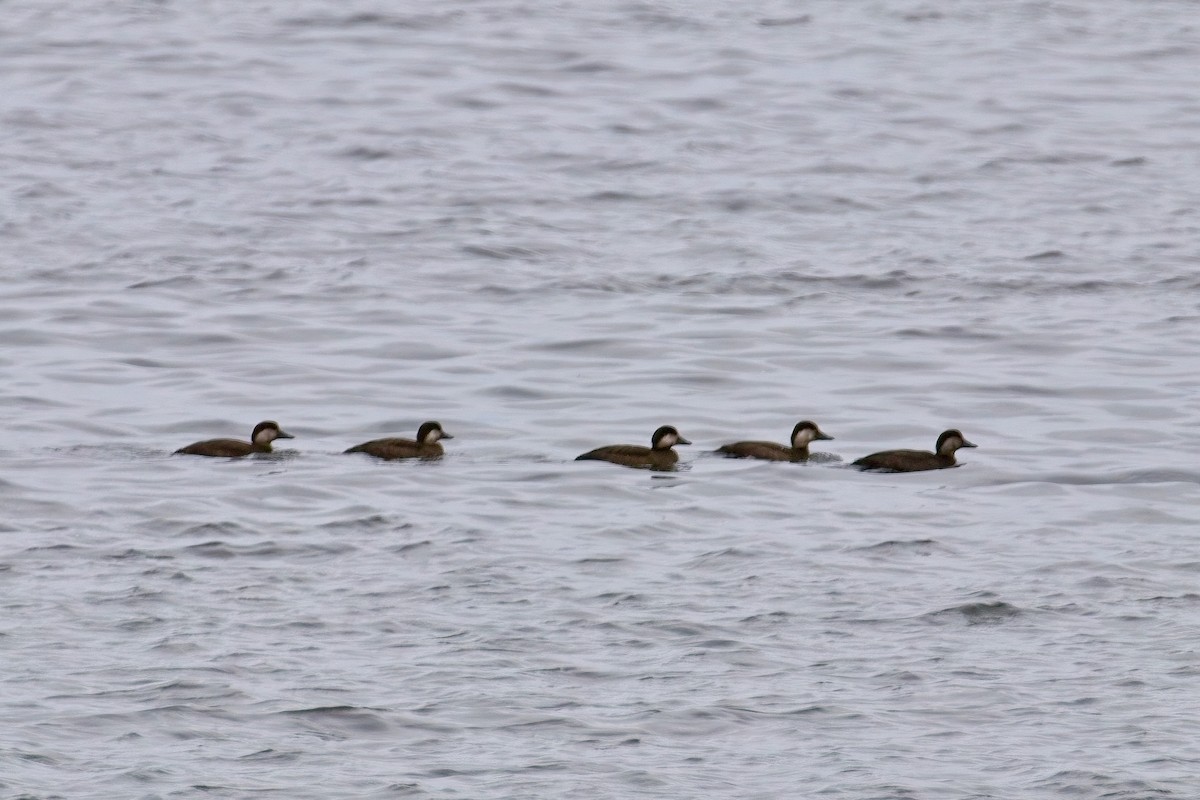 Ahatebeltz amerikarra - ML644559520