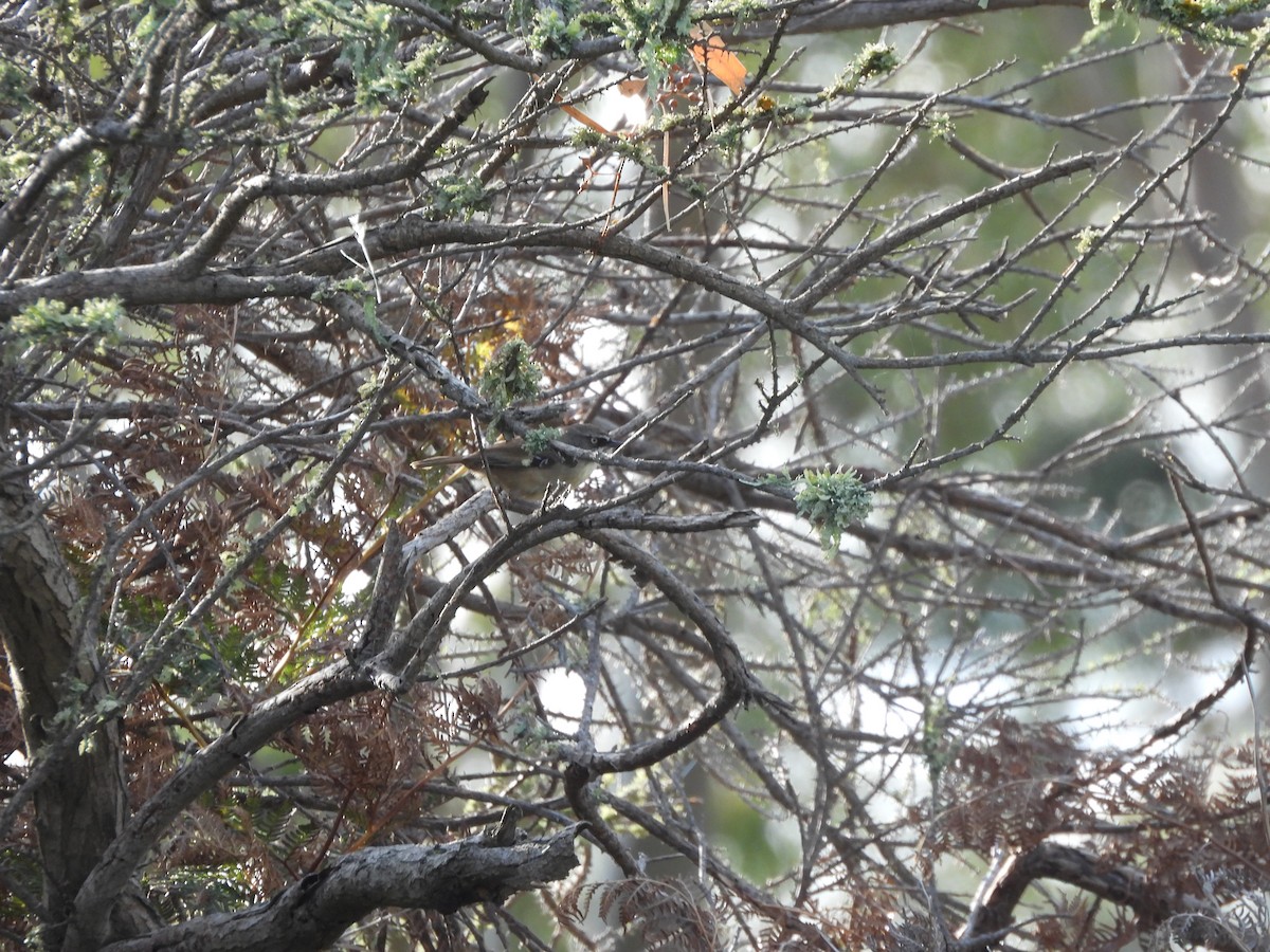 hvitbrynkrattsmett - ML644559537