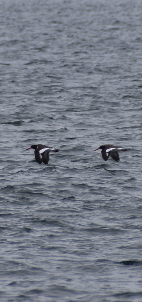 American Oystercatcher - ML644559546