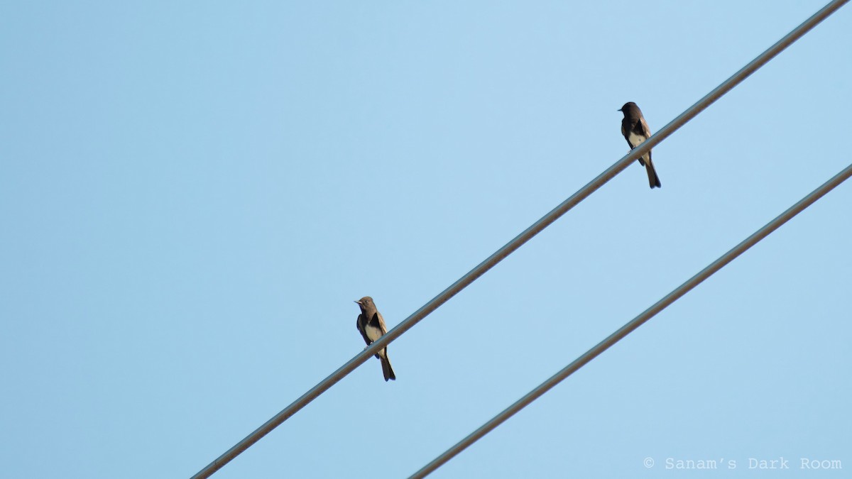 svartfibi - ML644559559