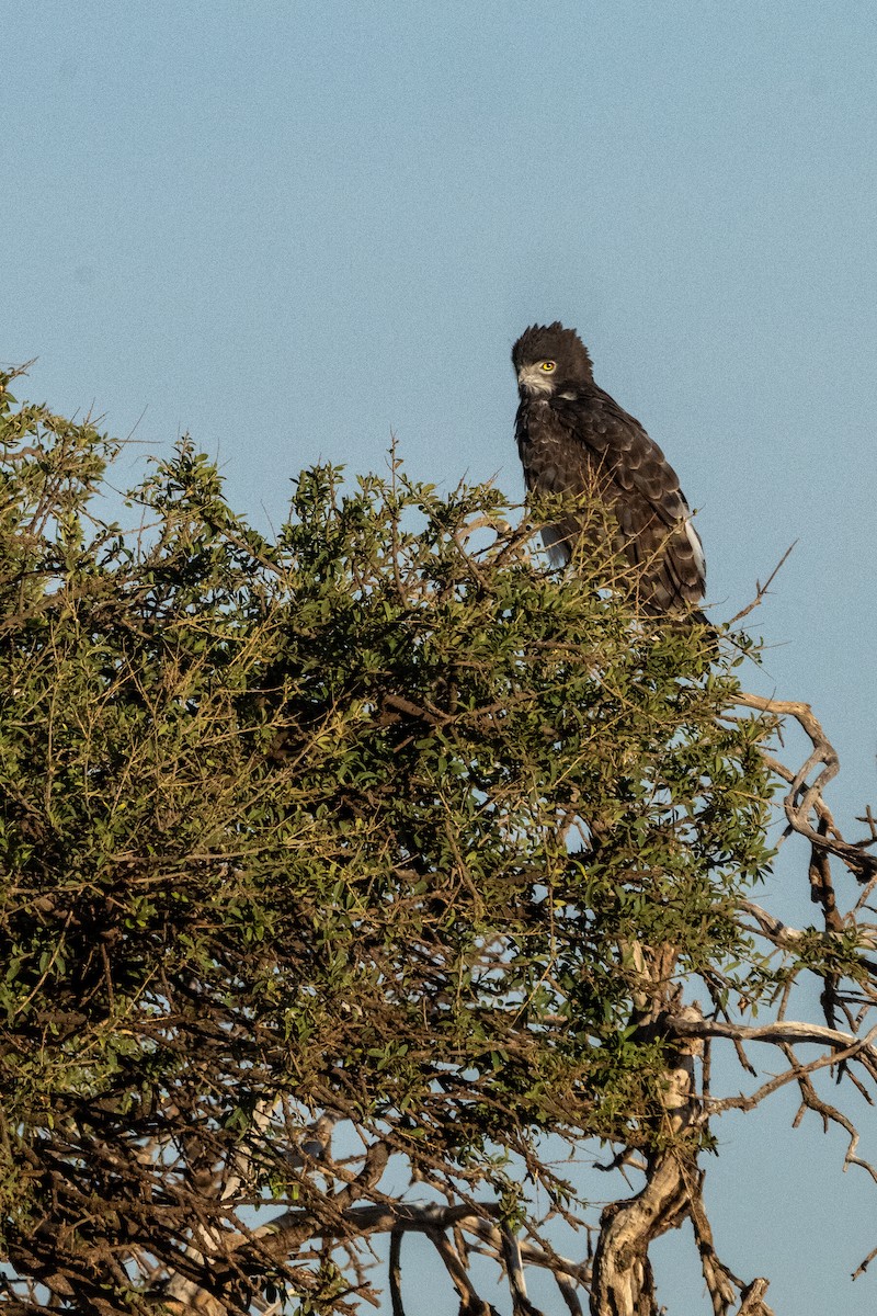 Black-chested Snake-Eagle - ML644559570