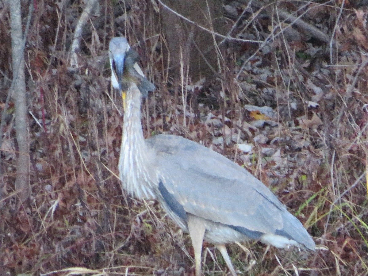 Great Blue Heron - ML644559579