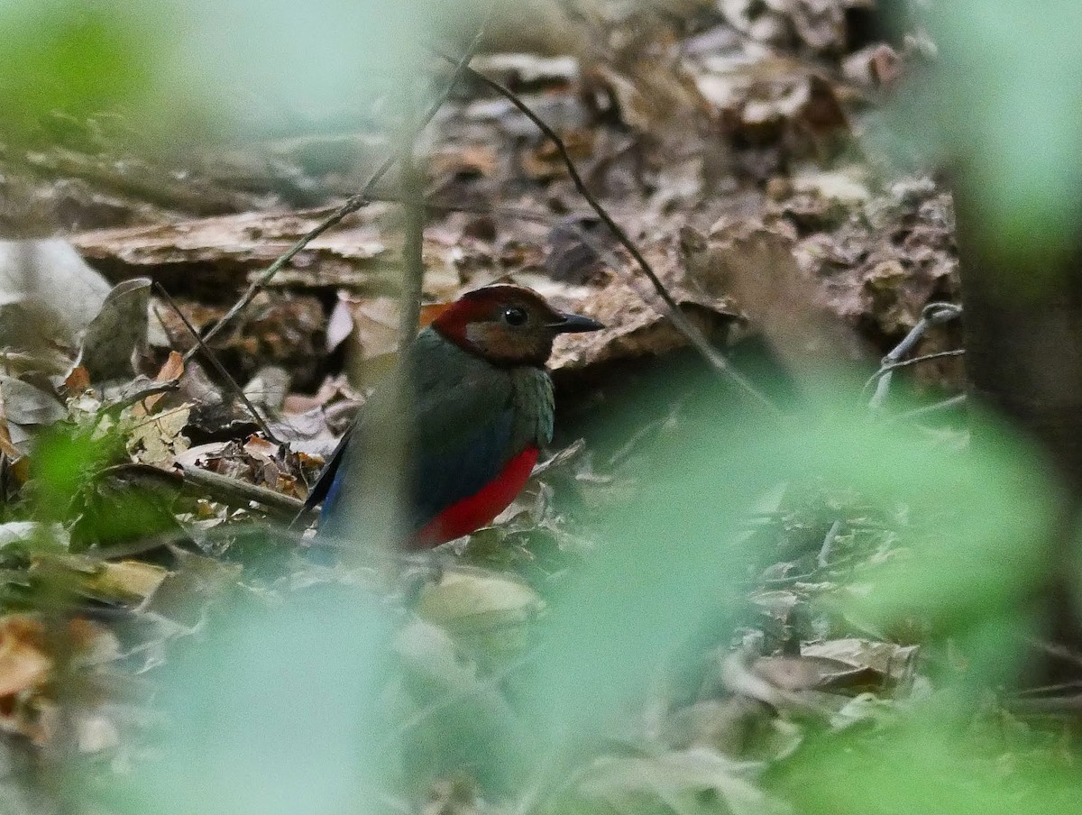 Sulawesi Pitta (Sulawesi) - ML644559590