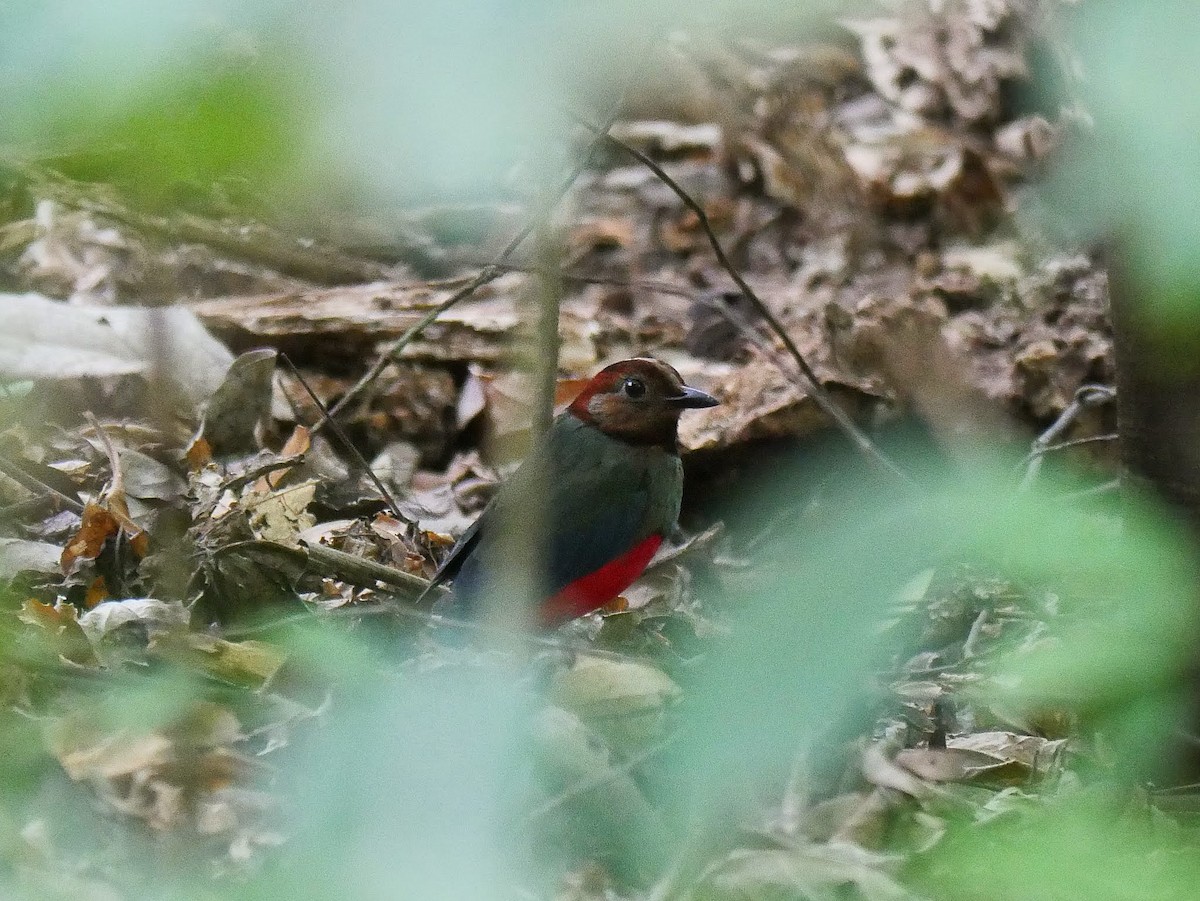 Sulawesi Pitta (Sulawesi) - ML644559591