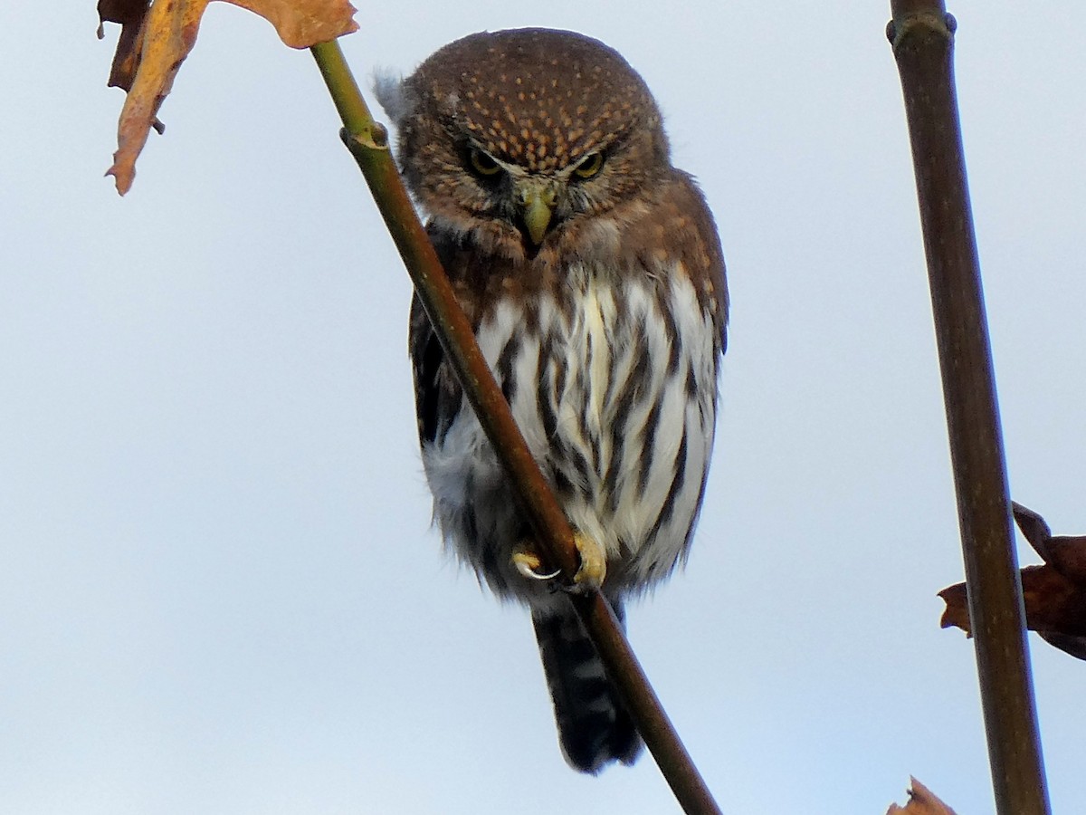 Сичик-горобець гірський - ML644559595