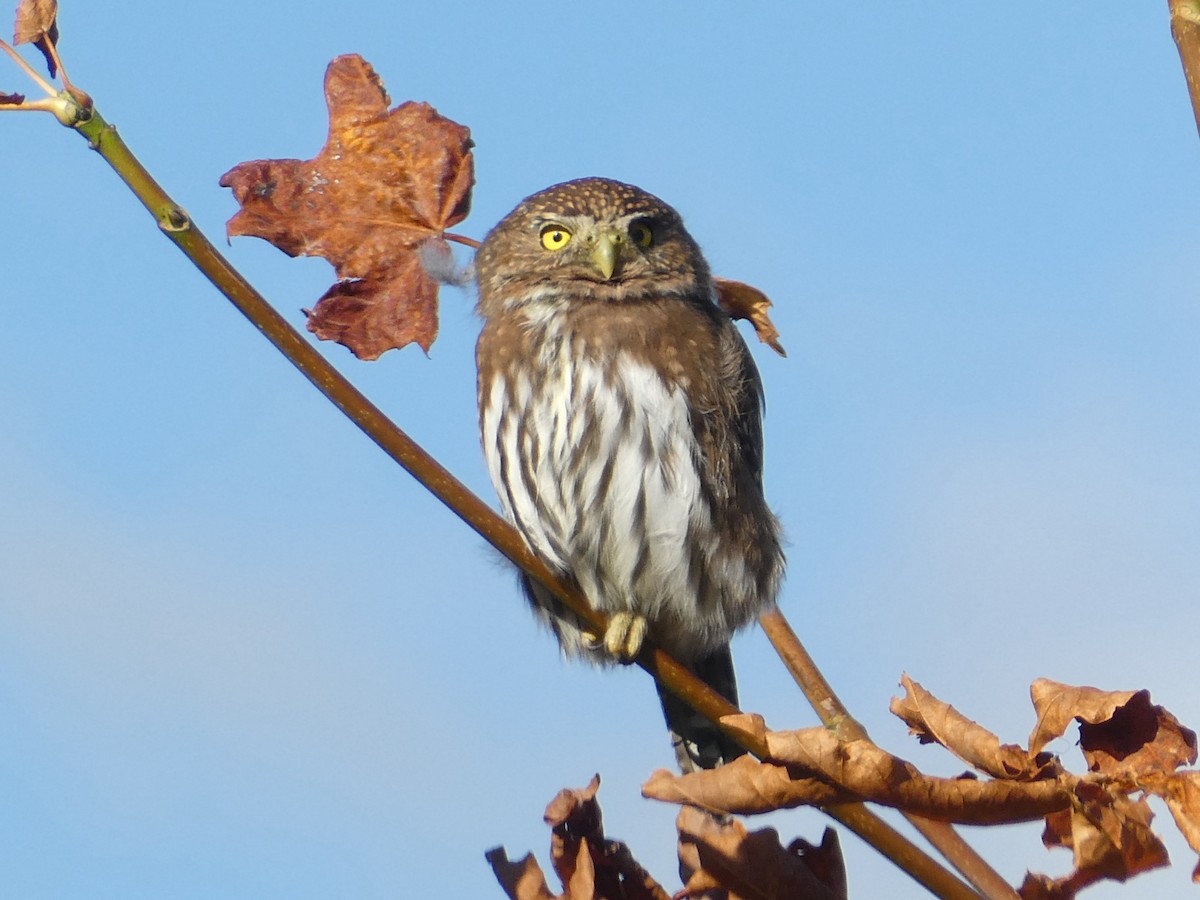 Сичик-горобець гірський - ML644559596