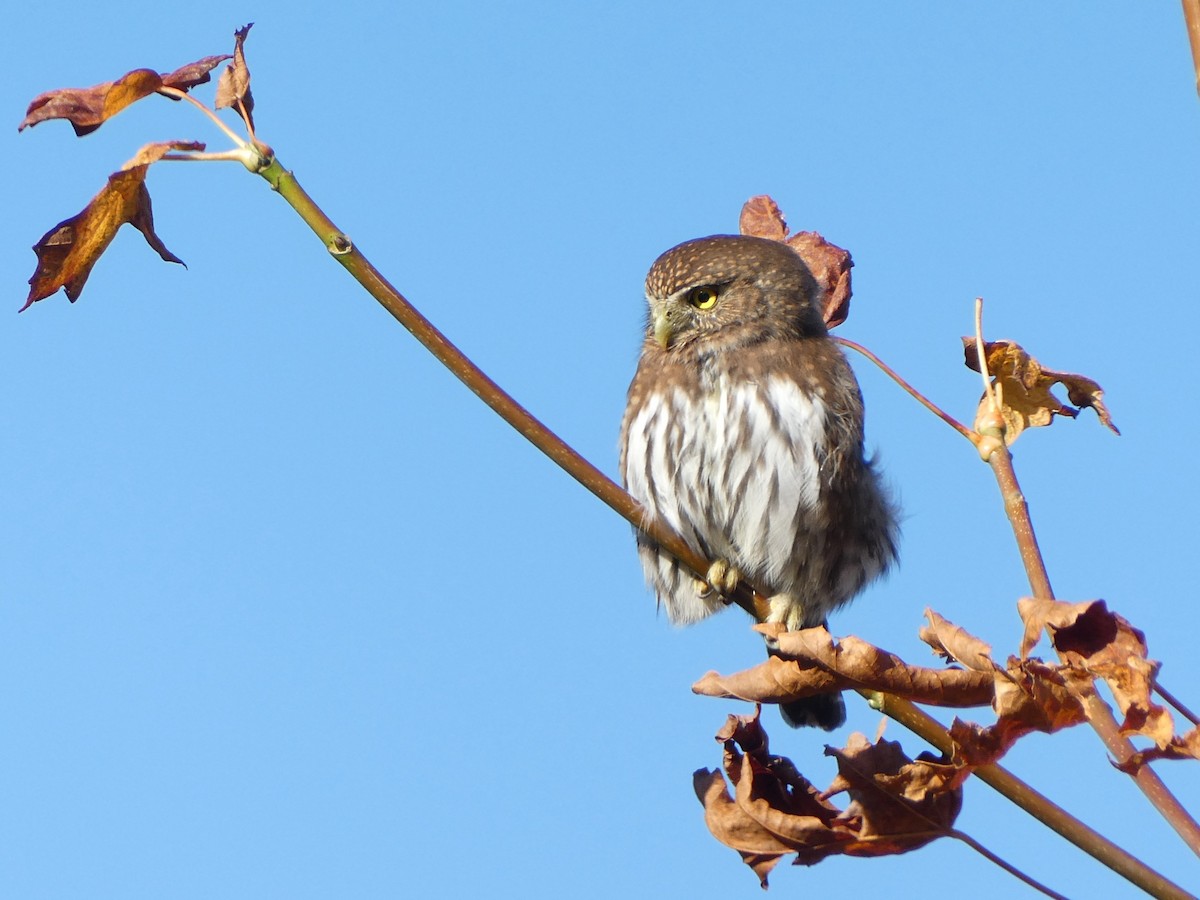 Сичик-горобець гірський - ML644559597