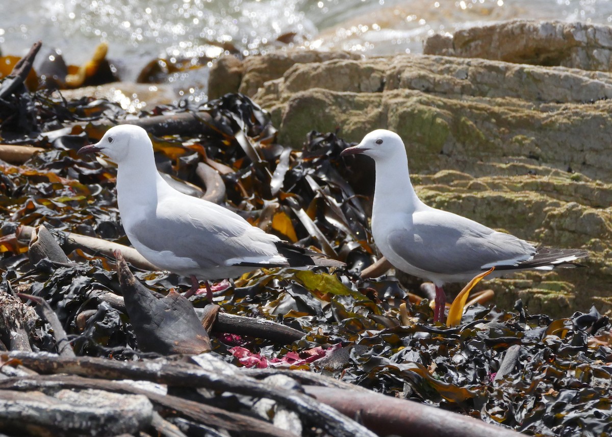 Hartlaub's Gull - ML644559599
