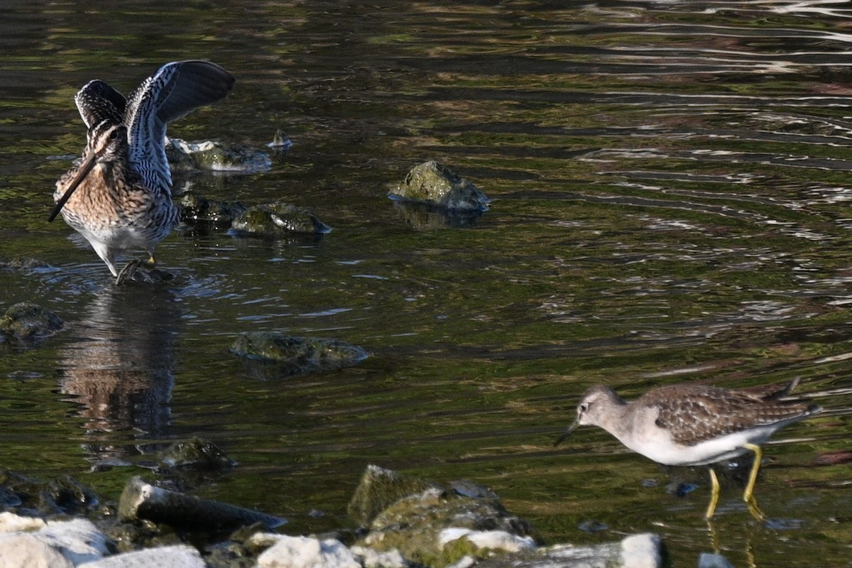 Agachadiza Común - ML644559601