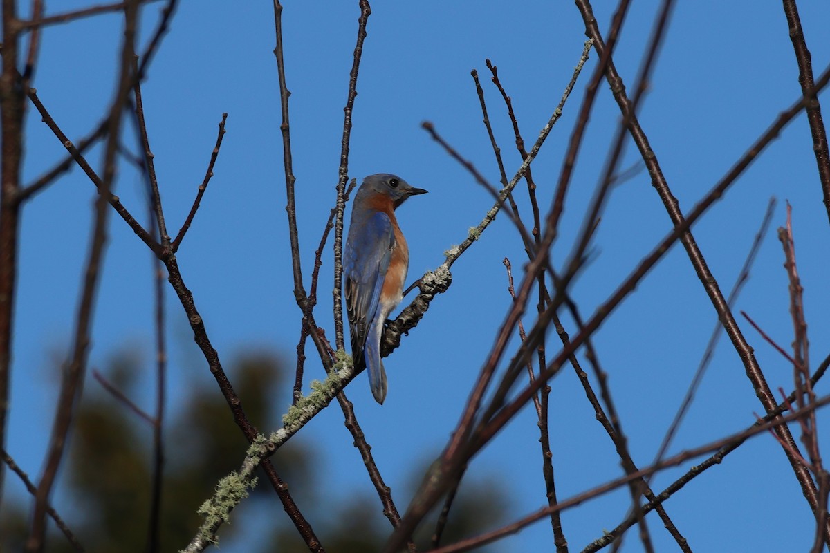 Eastern Bluebird - ML644559603