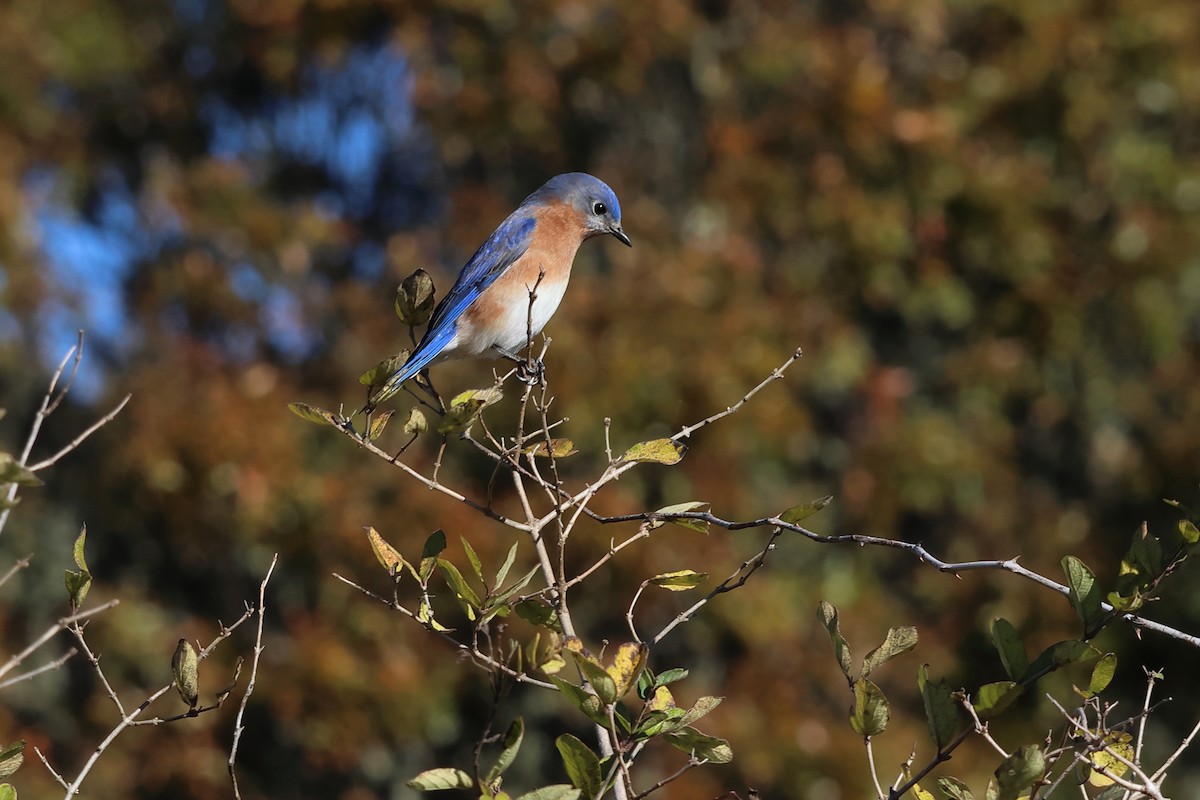 Eastern Bluebird - ML644559604