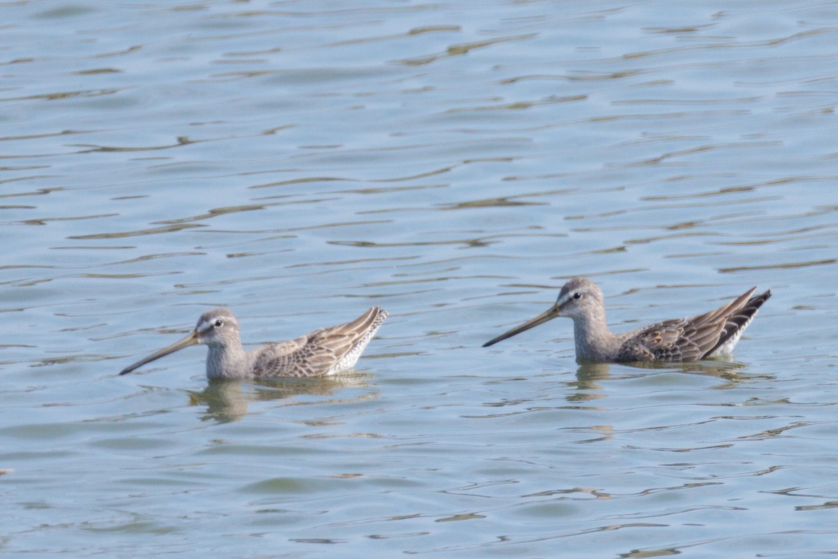 Long-billed Dowitcher - ML644559606