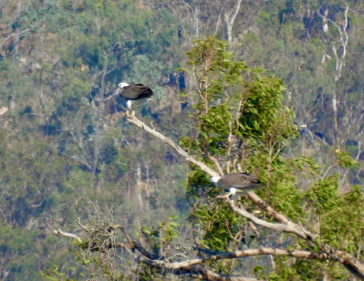 White-bellied Sea-Eagle - ML644559607