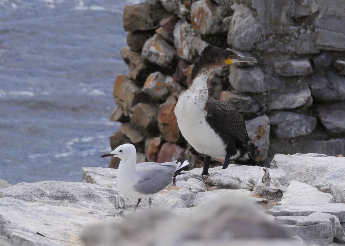 Hartlaub's Gull - ML644559608