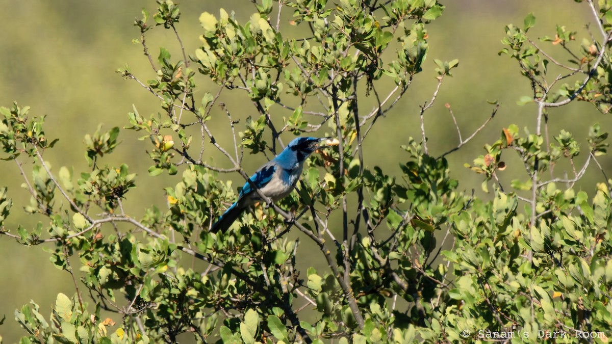 California Scrub-Jay - ML644559613
