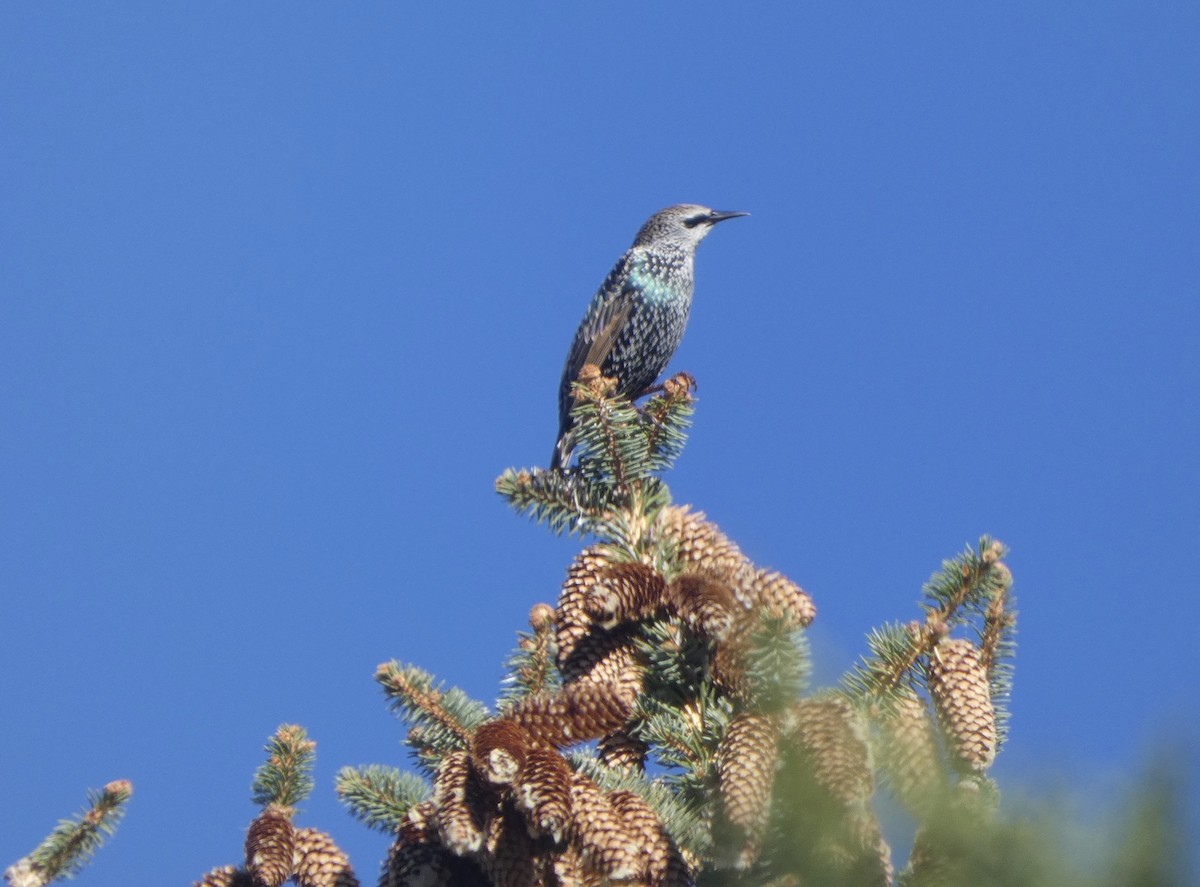 European Starling - ML644559615