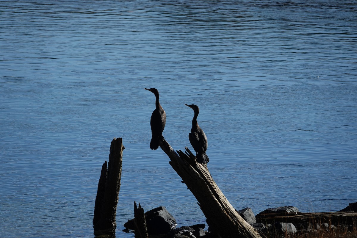 Double-crested Cormorant - ML644559619
