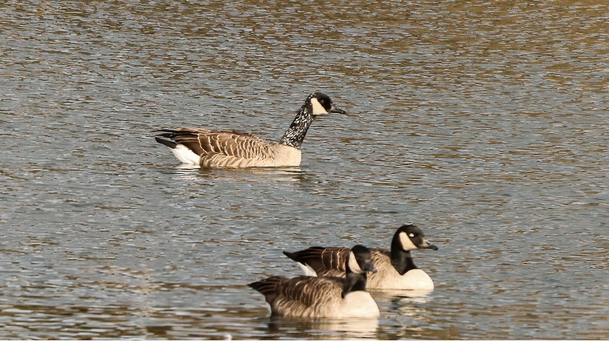 Канад галуу - ML644559620