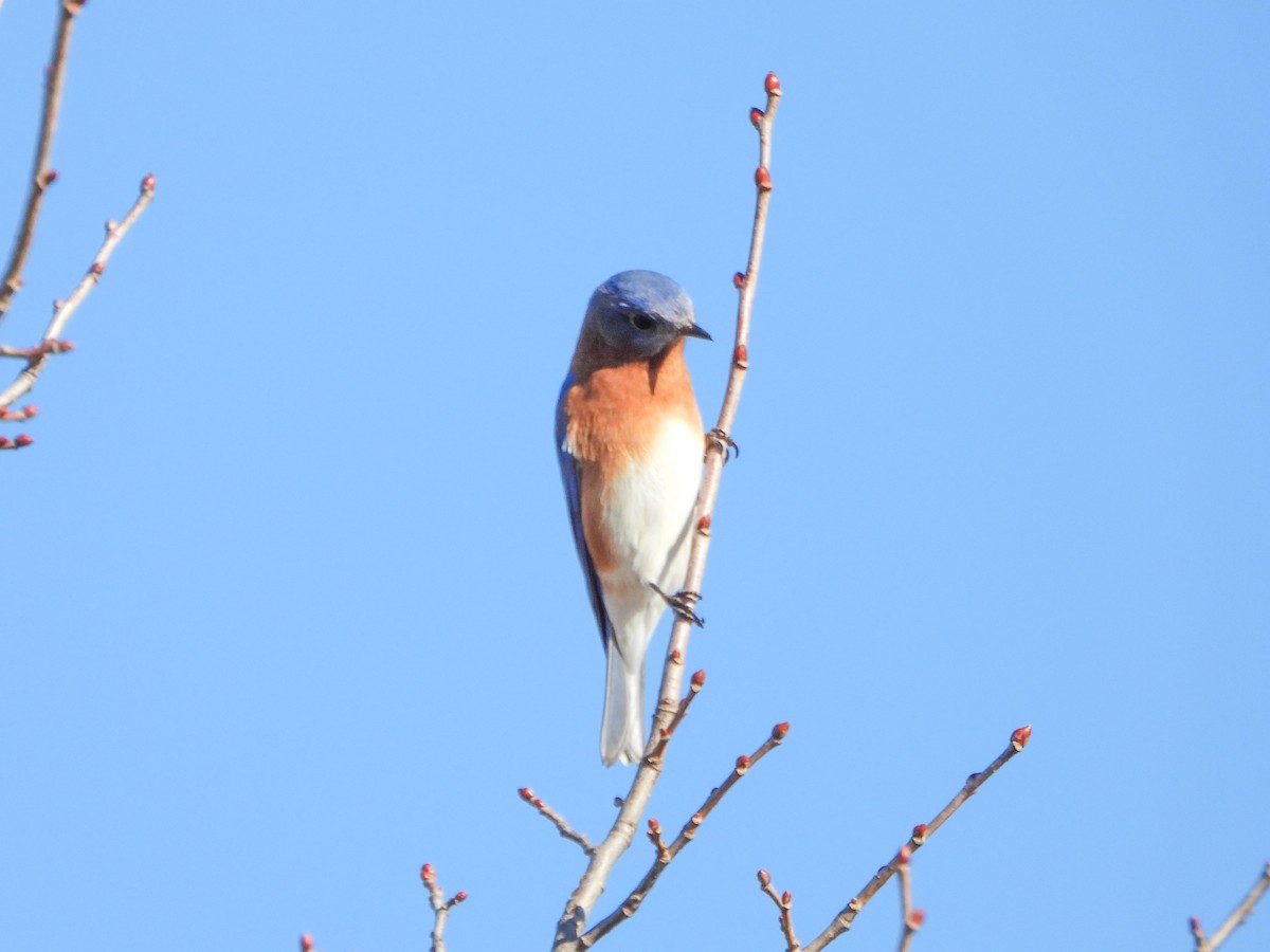 Eastern Bluebird - ML644559630