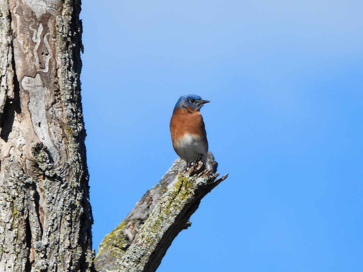 Eastern Bluebird - ML644559631