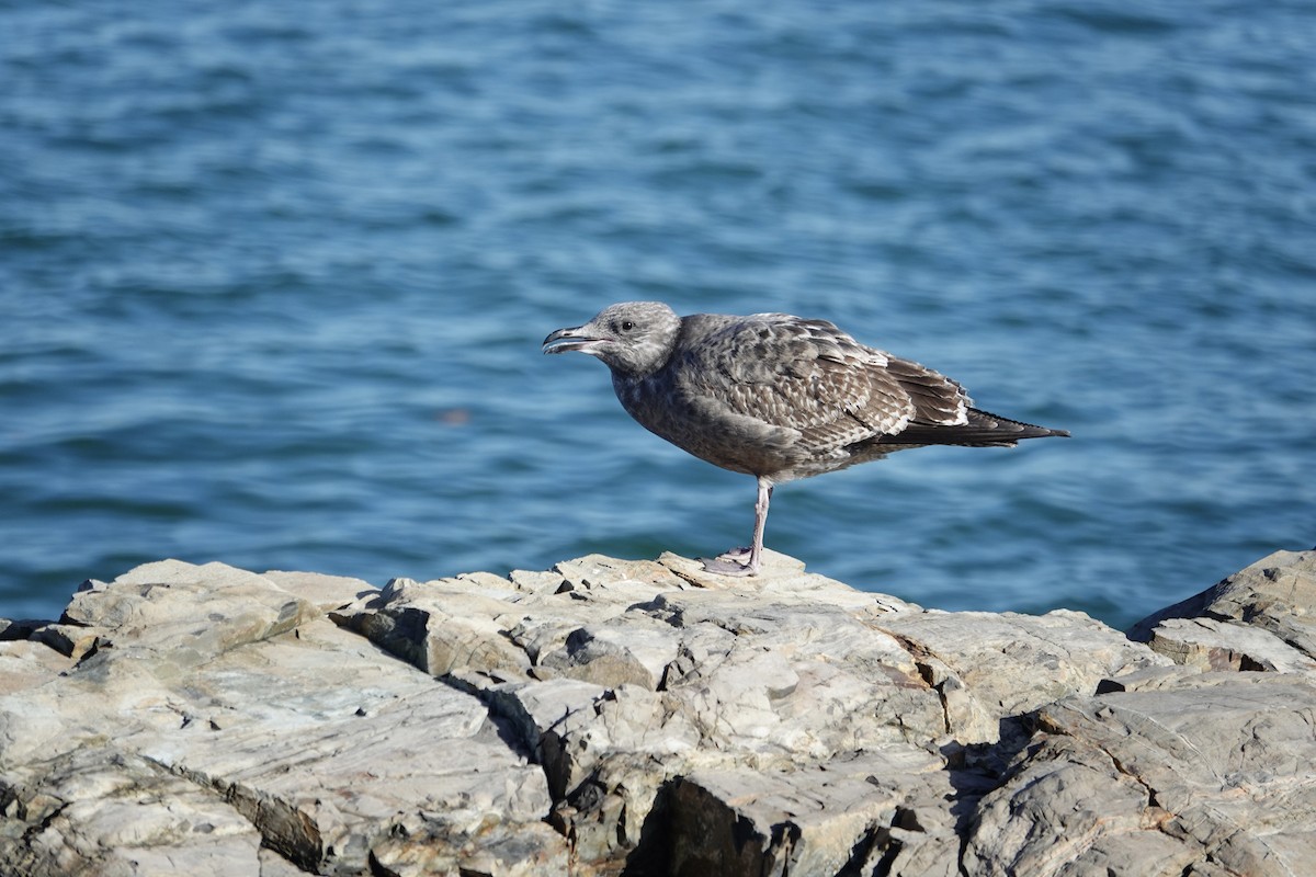 American Herring Gull - ML644559633