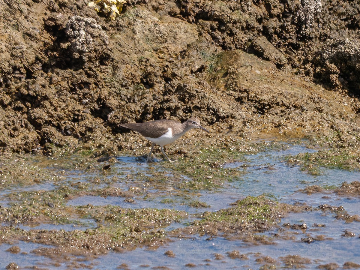 pisík obecný - ML644559641