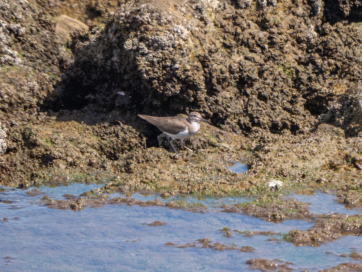 pisík obecný - ML644559644