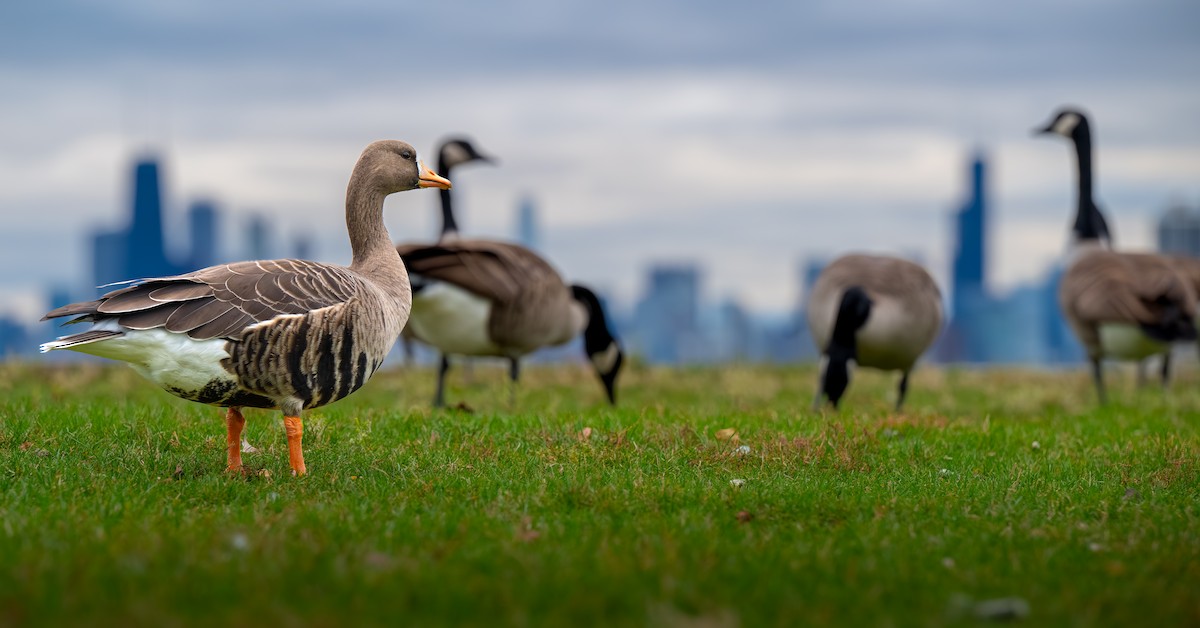 Oca lombardella - ML644559645