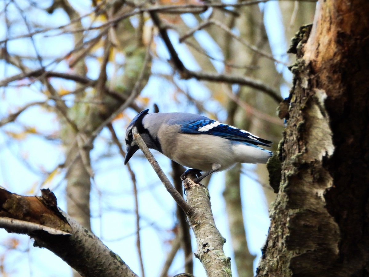 Сизойка блакитна - ML644559650