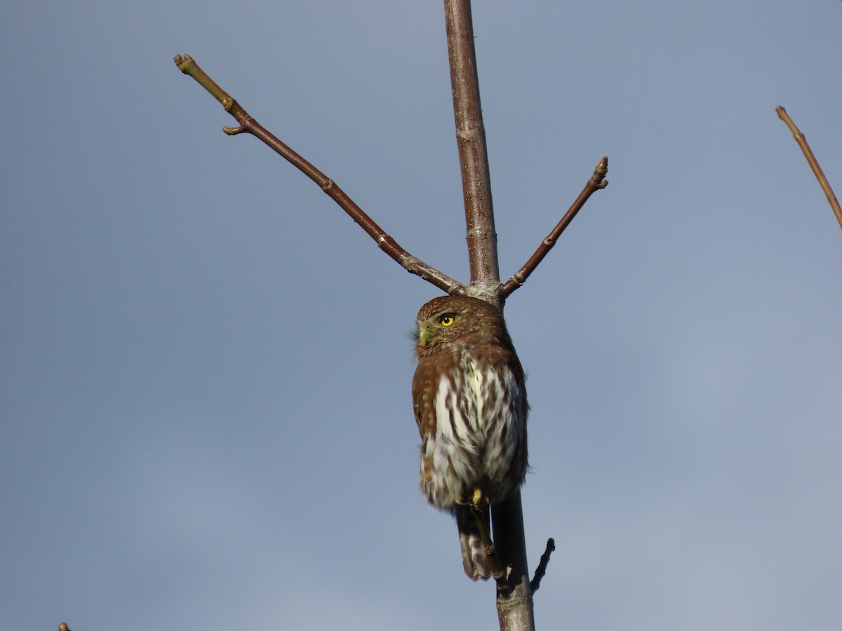 Сичик-горобець гірський - ML644559651