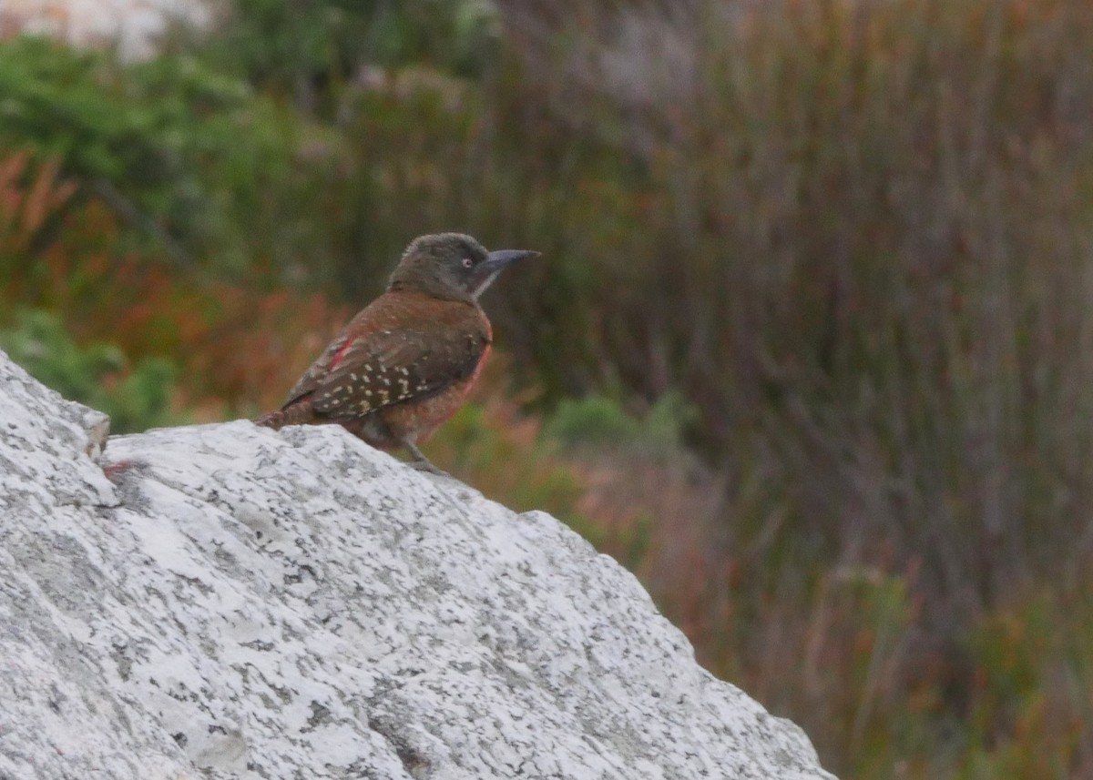 Ground Woodpecker - ML644559655