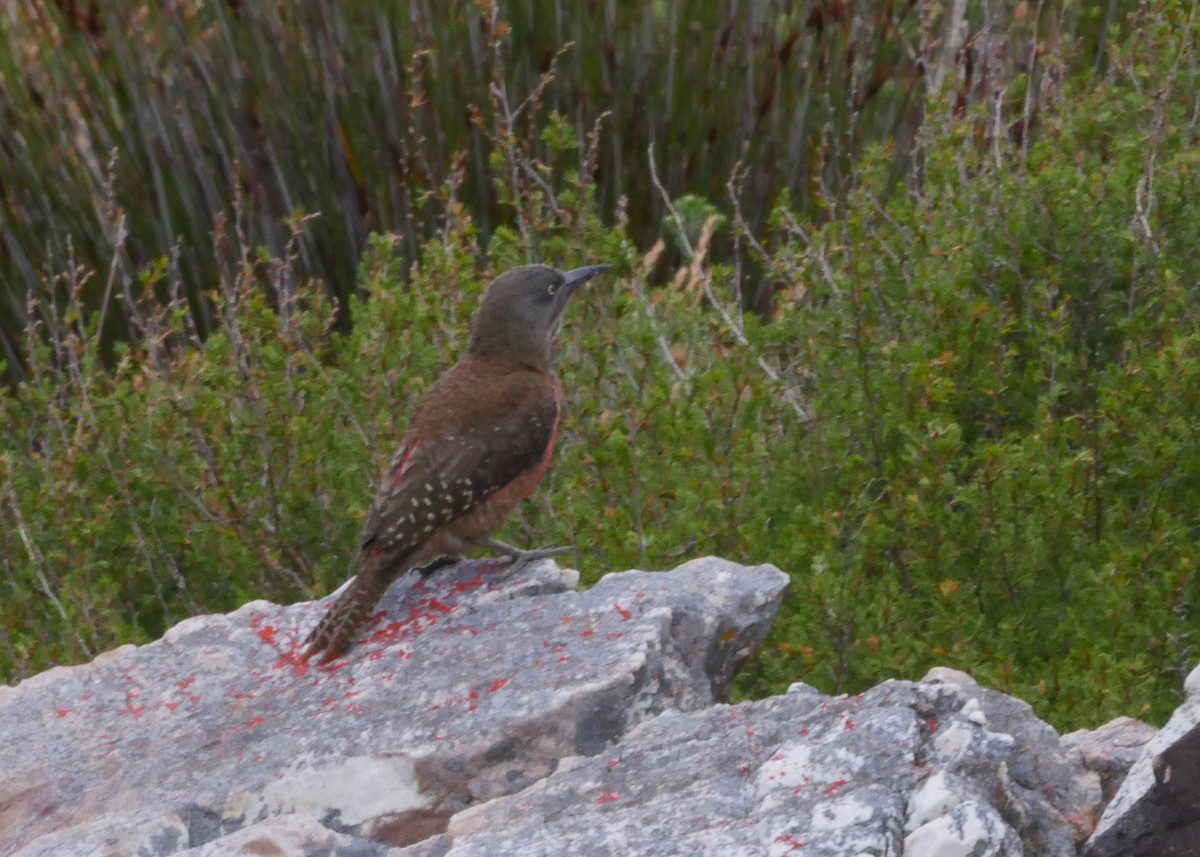 Ground Woodpecker - ML644559656