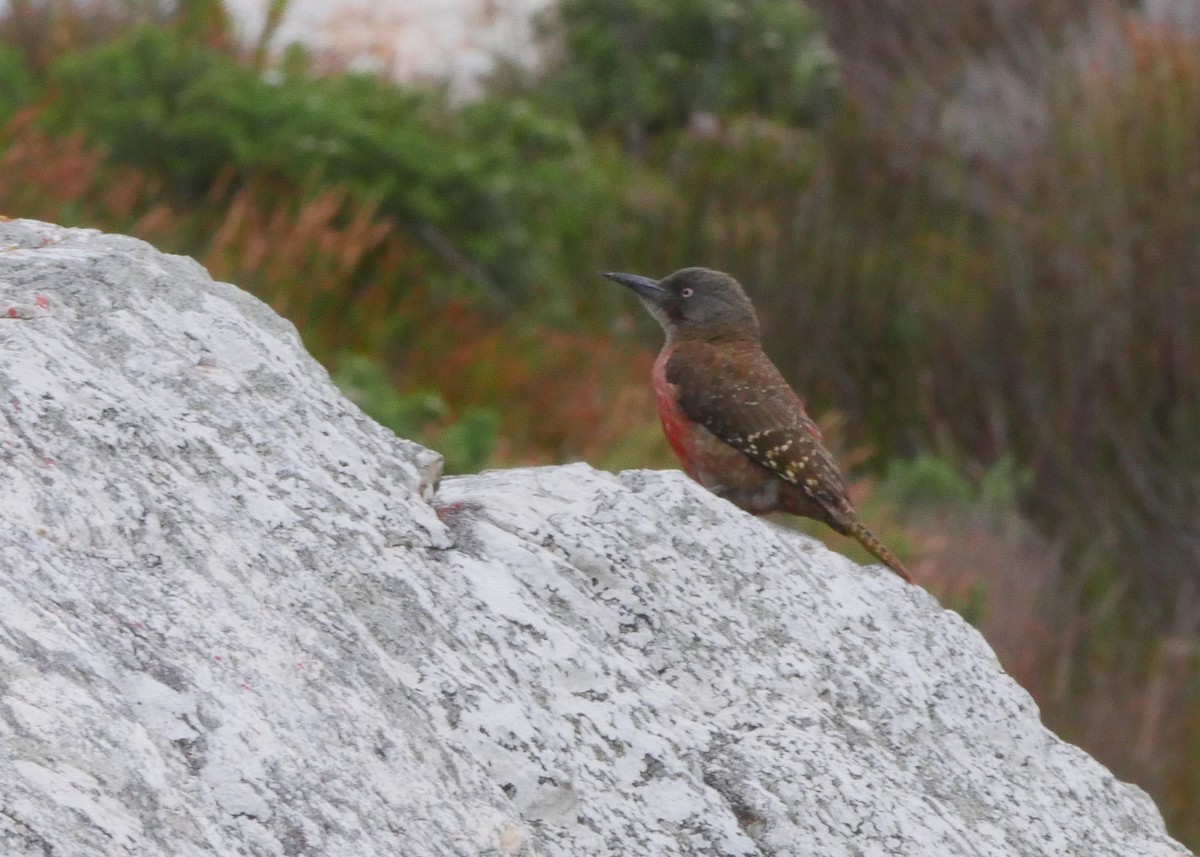 Ground Woodpecker - ML644559657