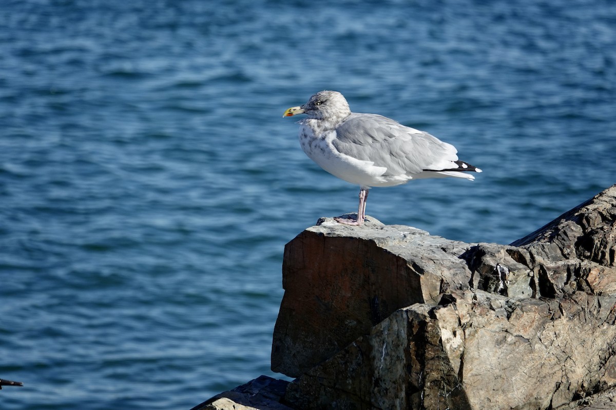 Ring-billed Gull - ML644559658