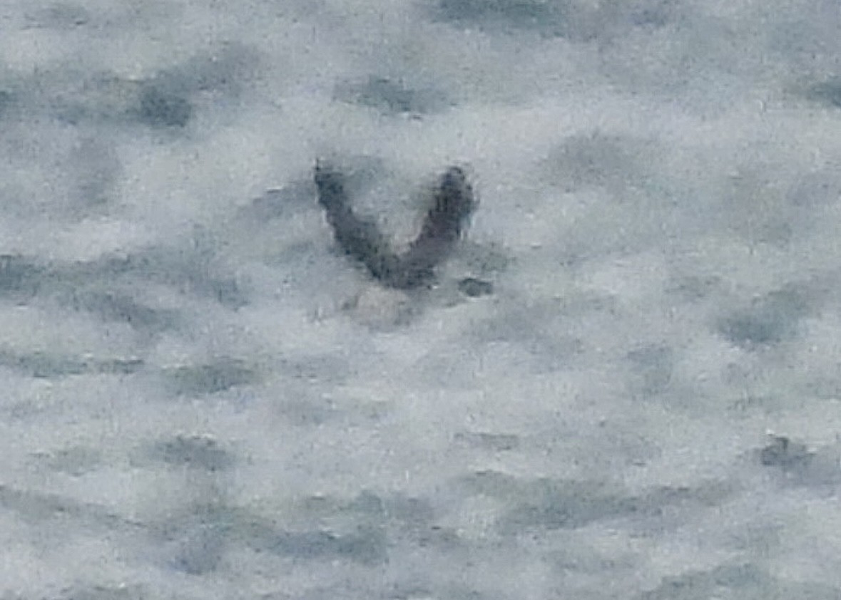 гагара sp. - ML644559665