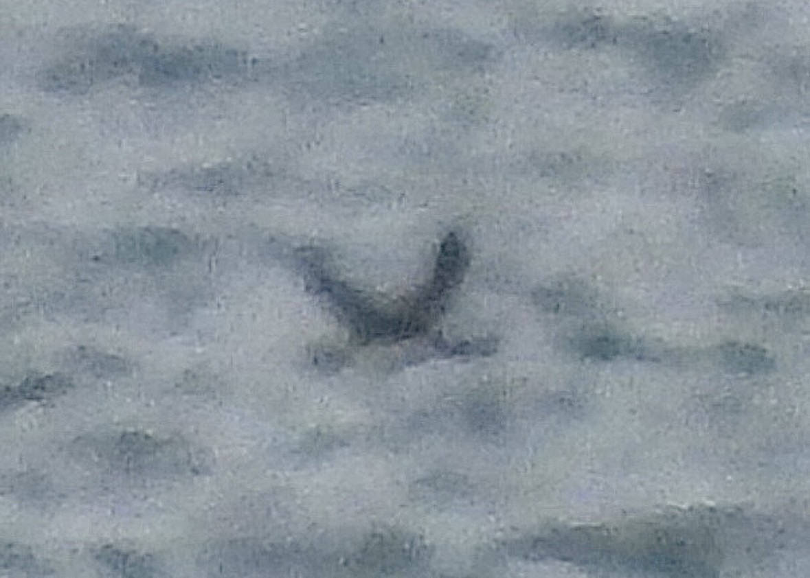 гагара sp. - ML644559666