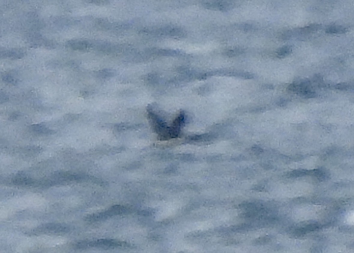 гагара sp. - ML644559667