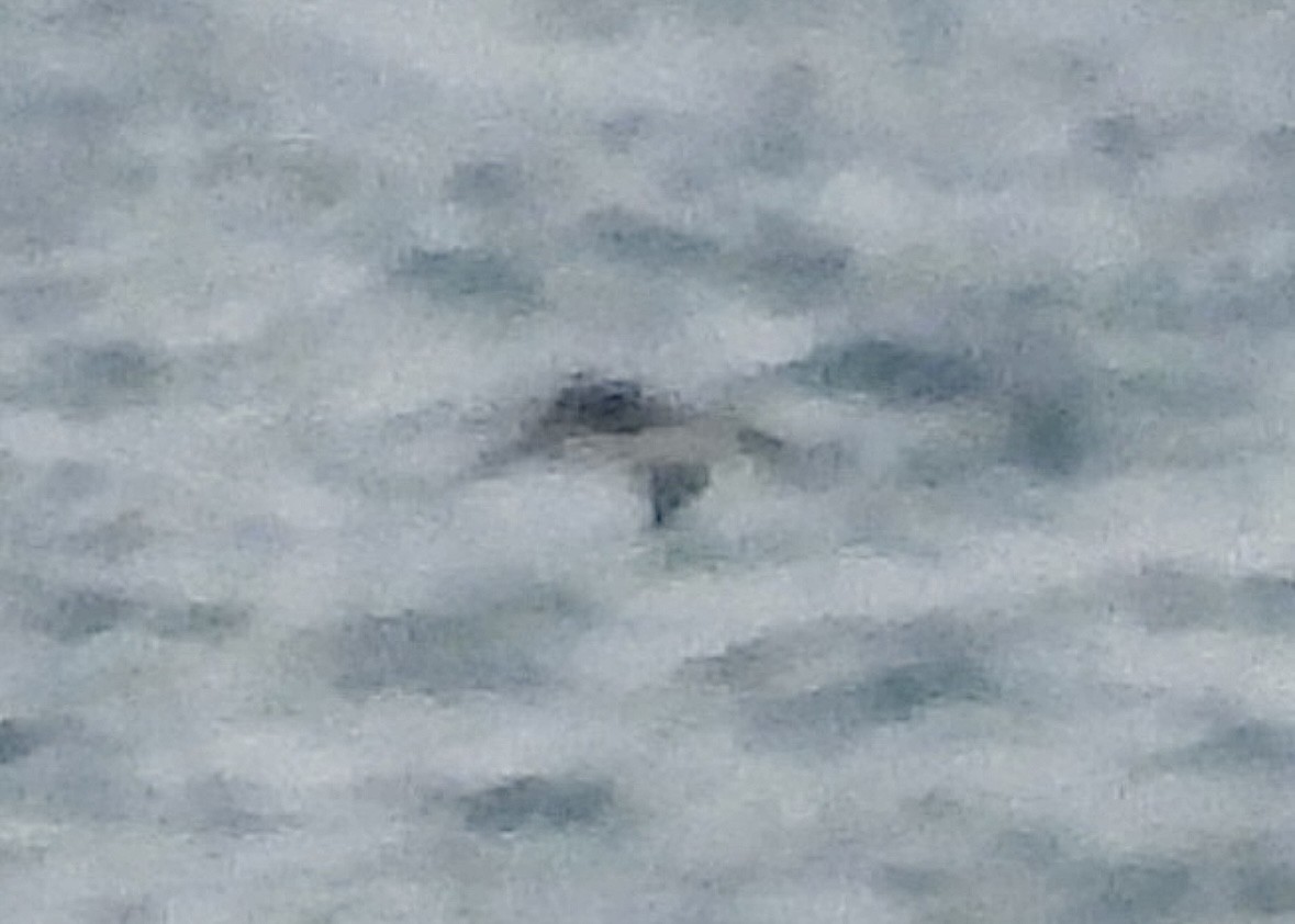 гагара sp. - ML644559668