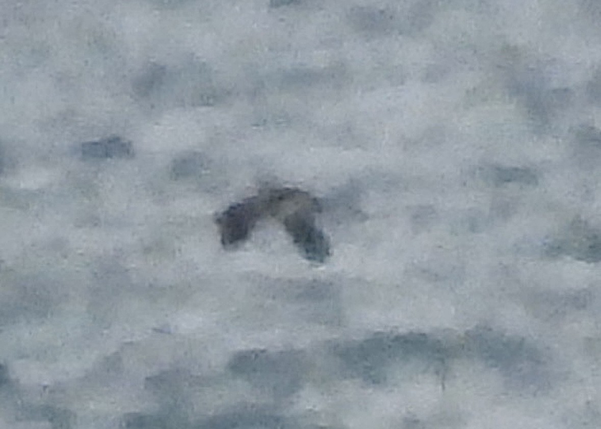 гагара sp. - ML644559669