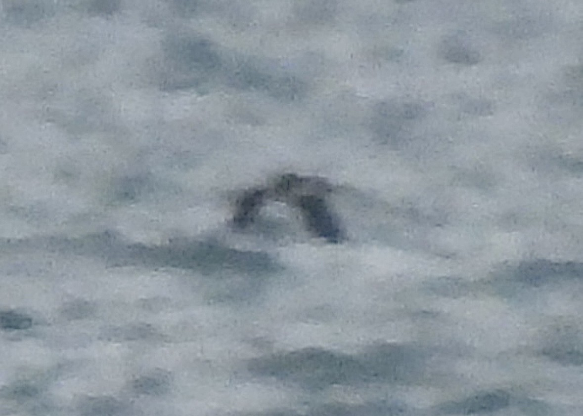 гагара sp. - ML644559670