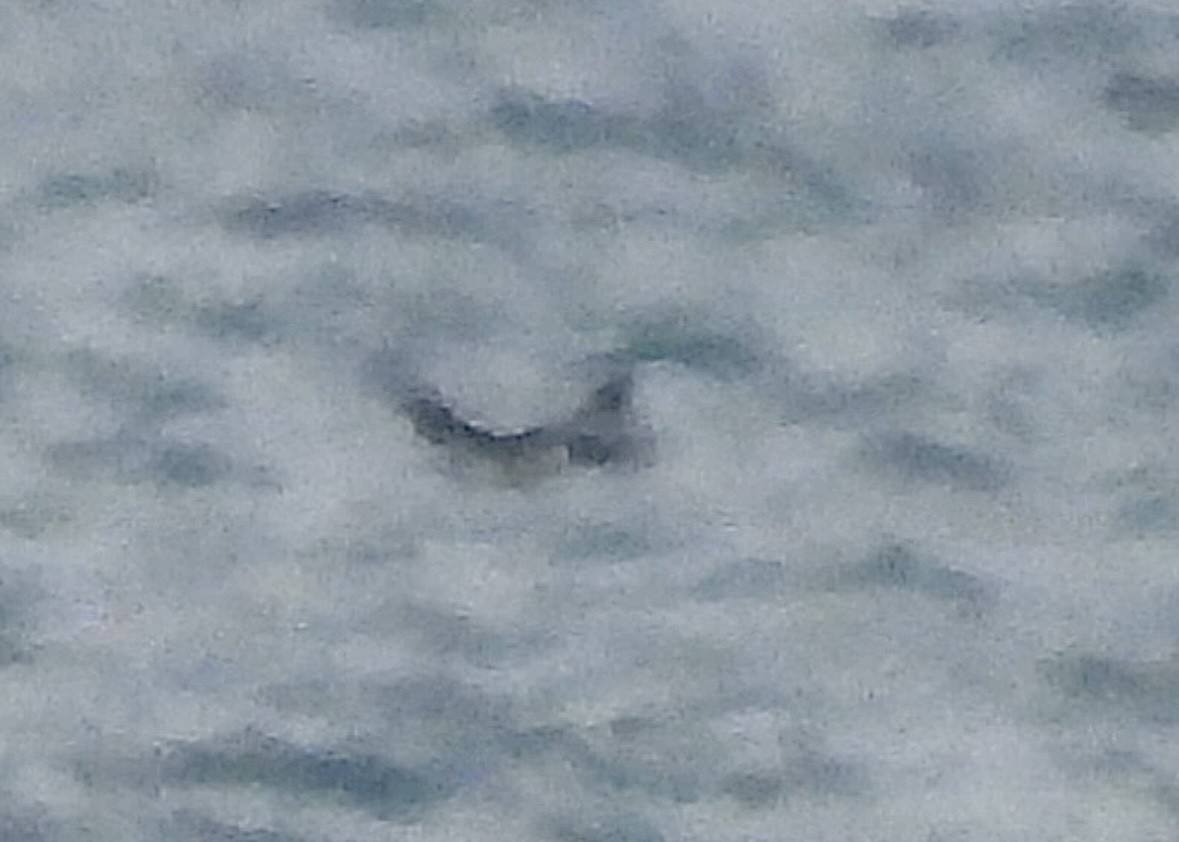 гагара sp. - ML644559671