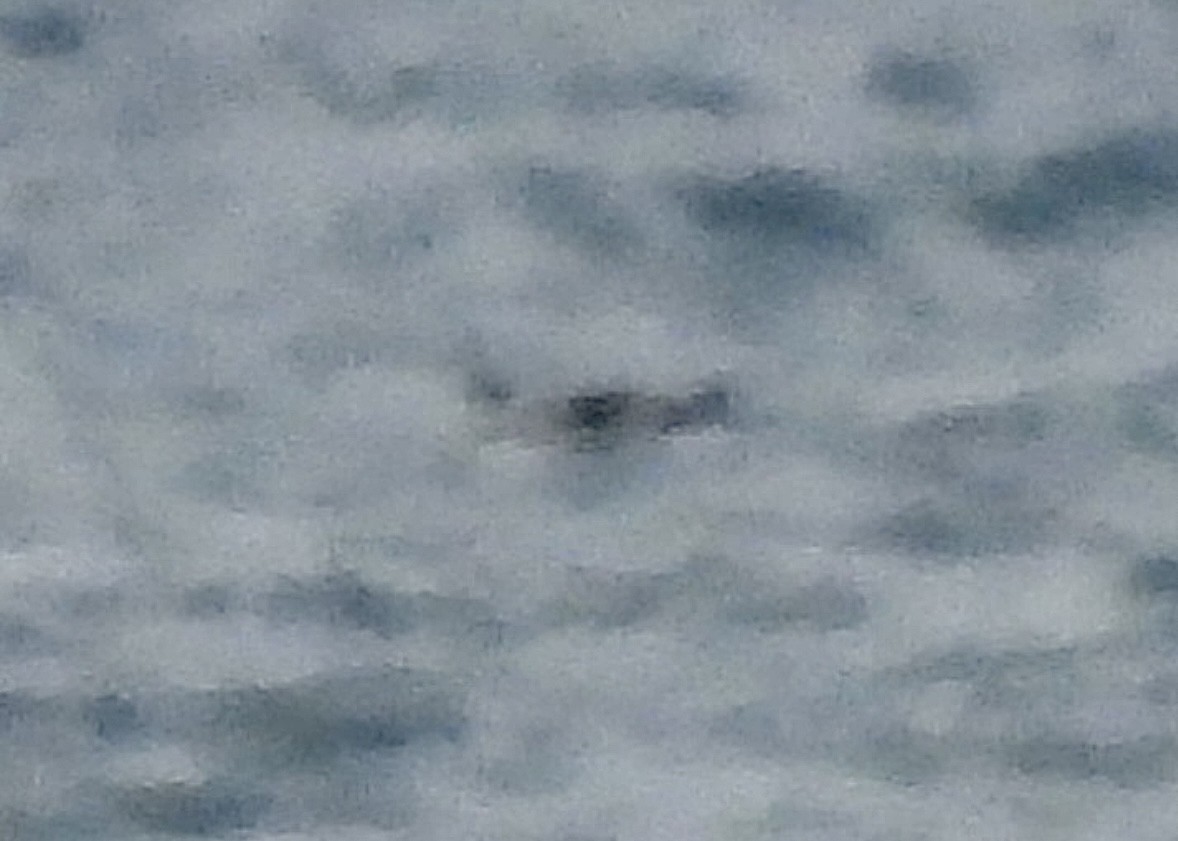 гагара sp. - ML644559672