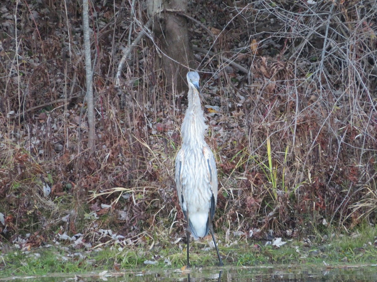 Great Blue Heron - ML644559675