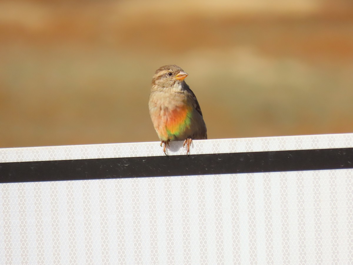 House Sparrow - ML644559681