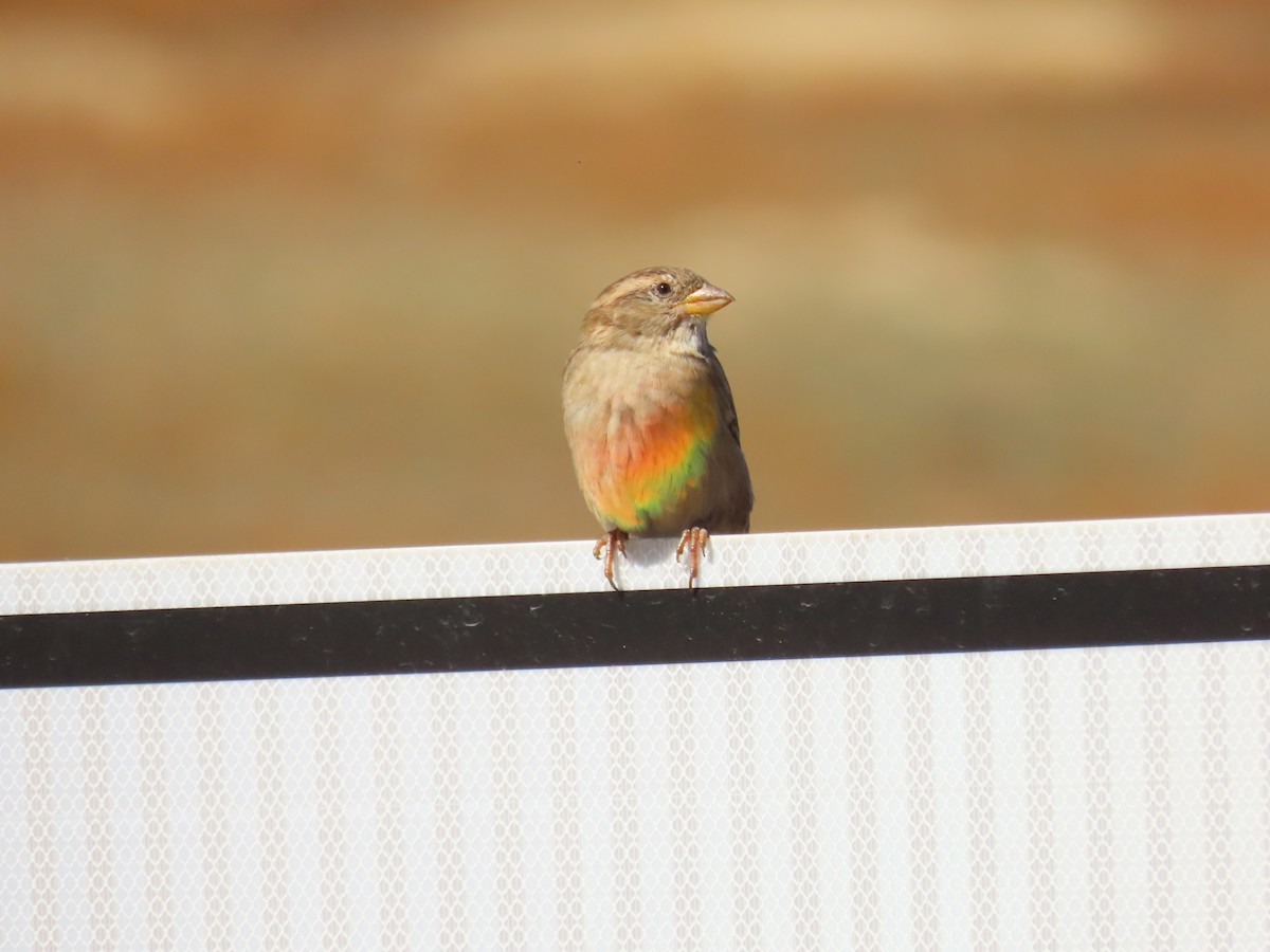 House Sparrow - ML644559682